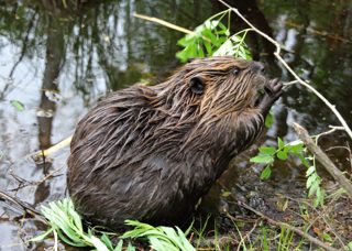 A beaver nibbling on a tree branch. 