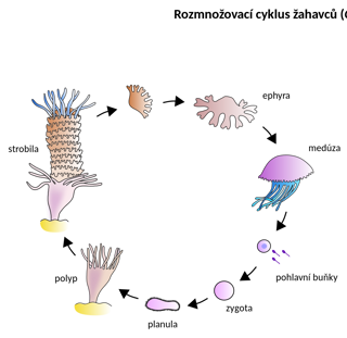From polyp to ephyra.