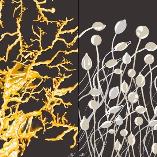 Illustrations of Physarum polycephalum (P. polycephalum)(left) and Dictyostelium discoideum (D. discoideum) (right).  