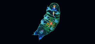 Tardigrade NASA