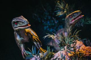 Dino 1